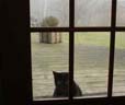 Cat wanting to come in